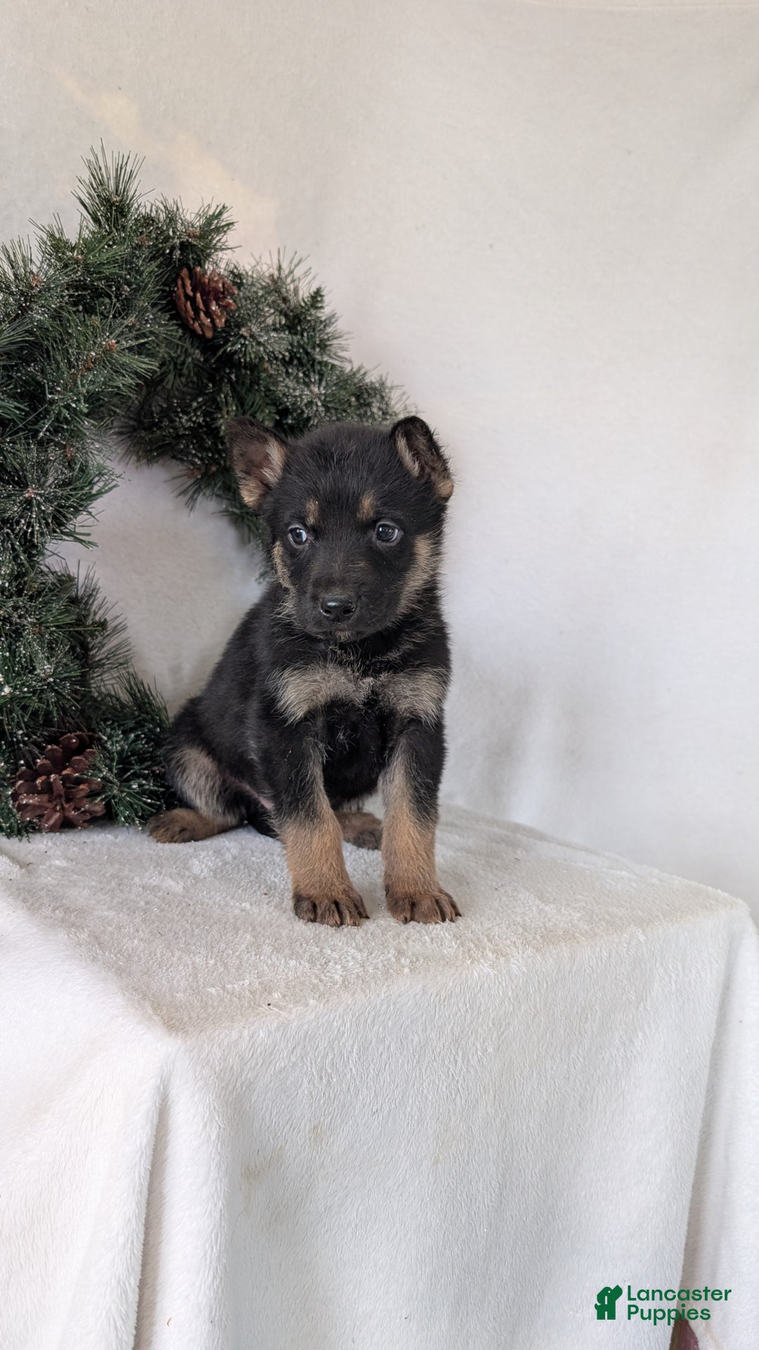 German Shepherd dogs for sale: Jordan  - Ad 5
