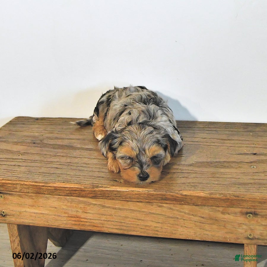 Mixed Breed dogs Lacey       EXTRA SMALL - Ad 2