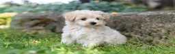 Maltipoo dogs for sale: Piper - Ad 6