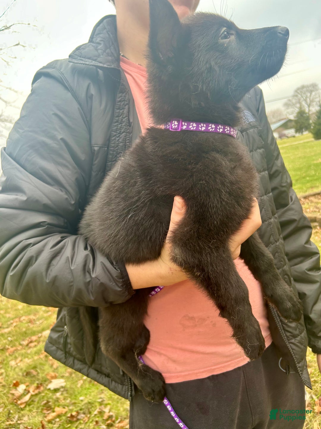 German Shepherd dogs for sale: German Shepherd Purple - Ad 2