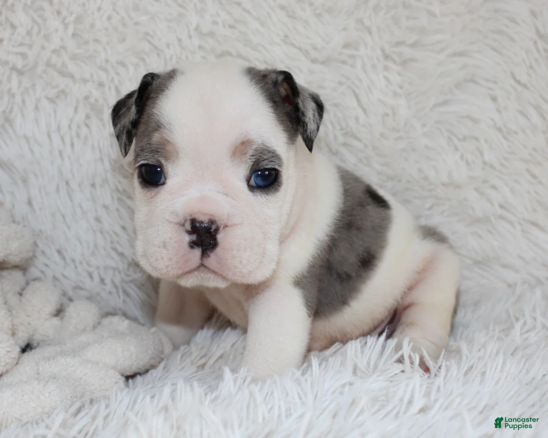English Bulldog dogs for sale: AKC Olaf - Ad 3