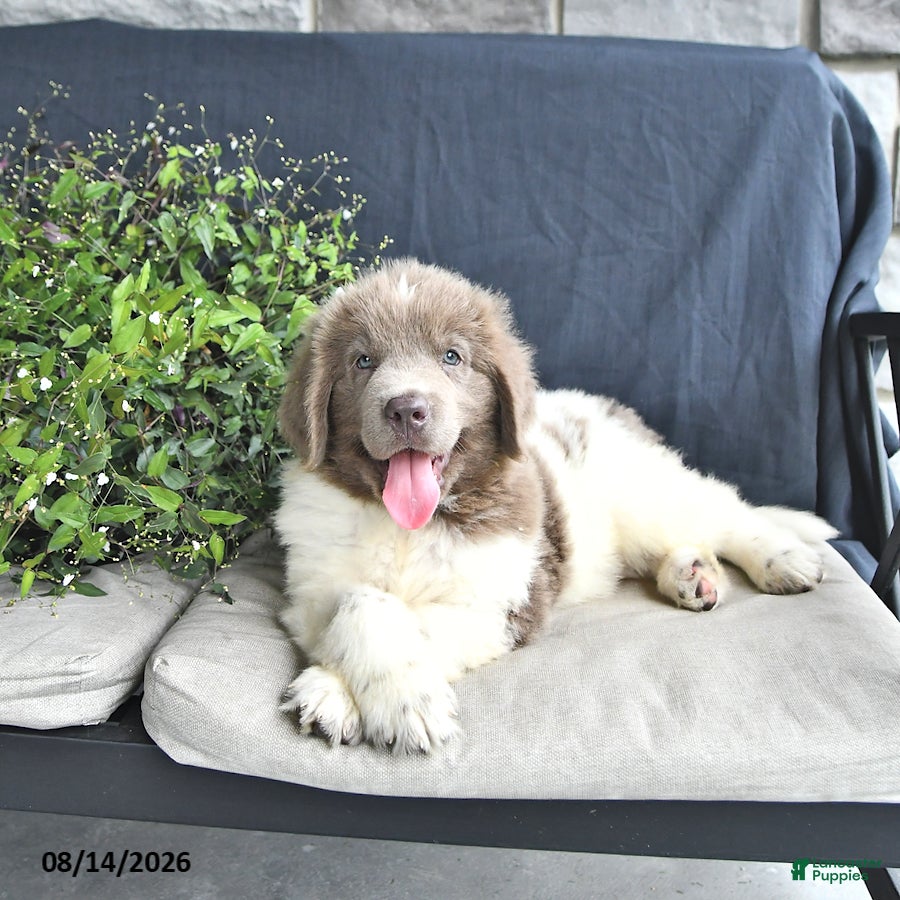 Newfoundland dogs Charles - Ad 2