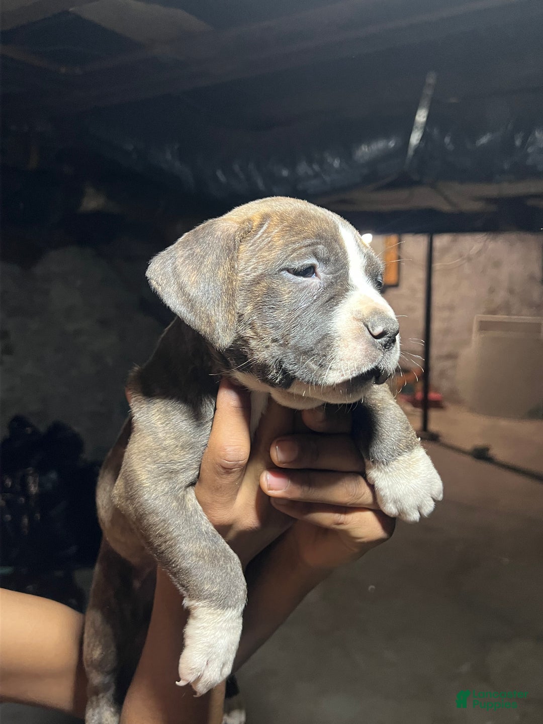 American Pit Bull Terrier dogs for sale: Cola - Ad 3