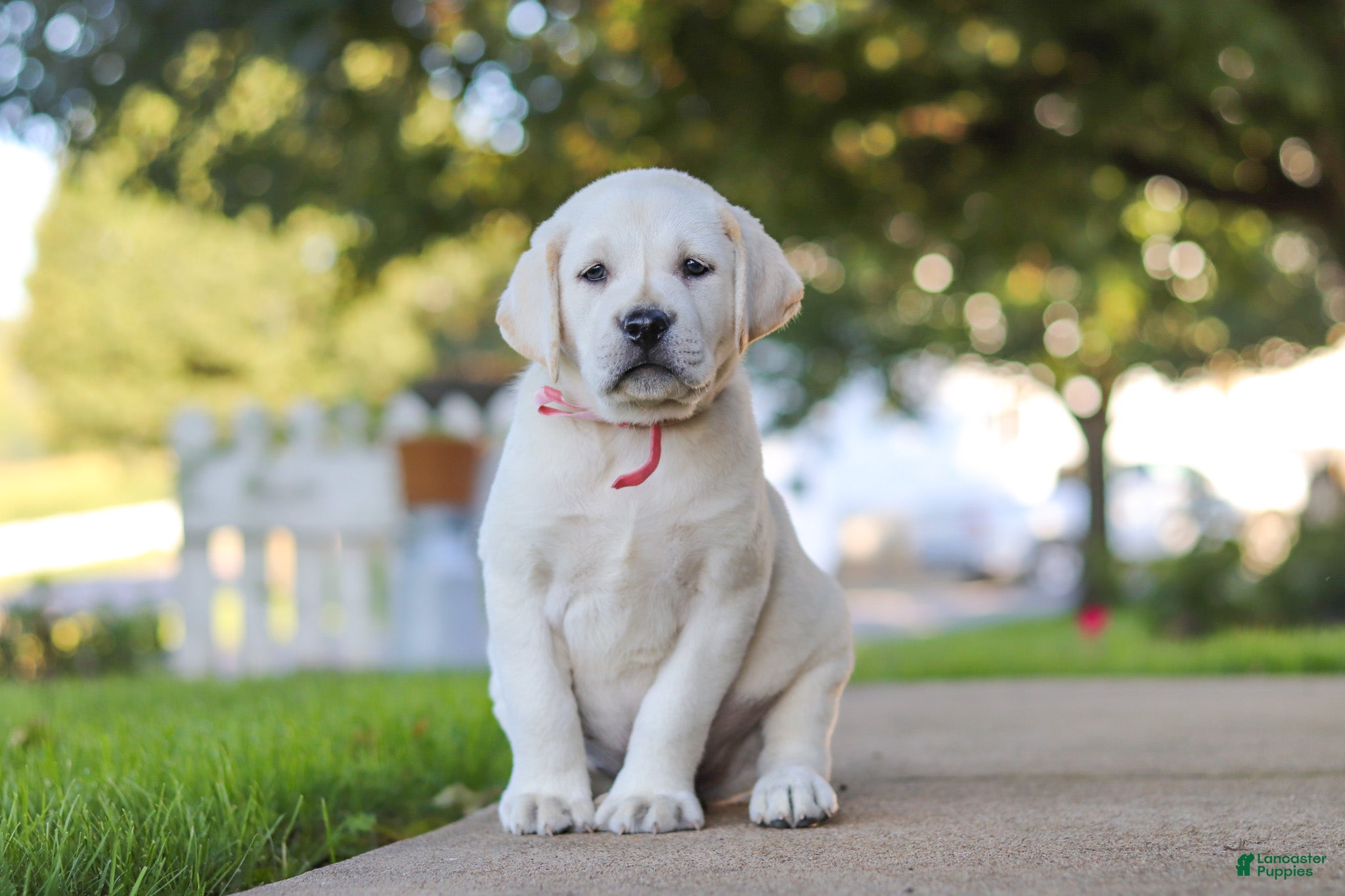 Labrador Retriever dogs Sherry - Ad 2