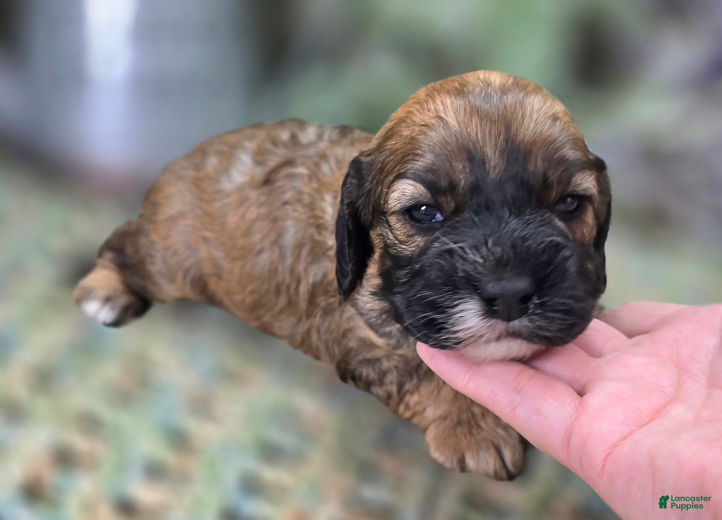 Cockapoo dogs Magi Lune - Ad 10