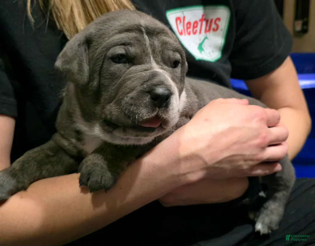 Cane Corso dogs for sale: Bandit - Ad 5