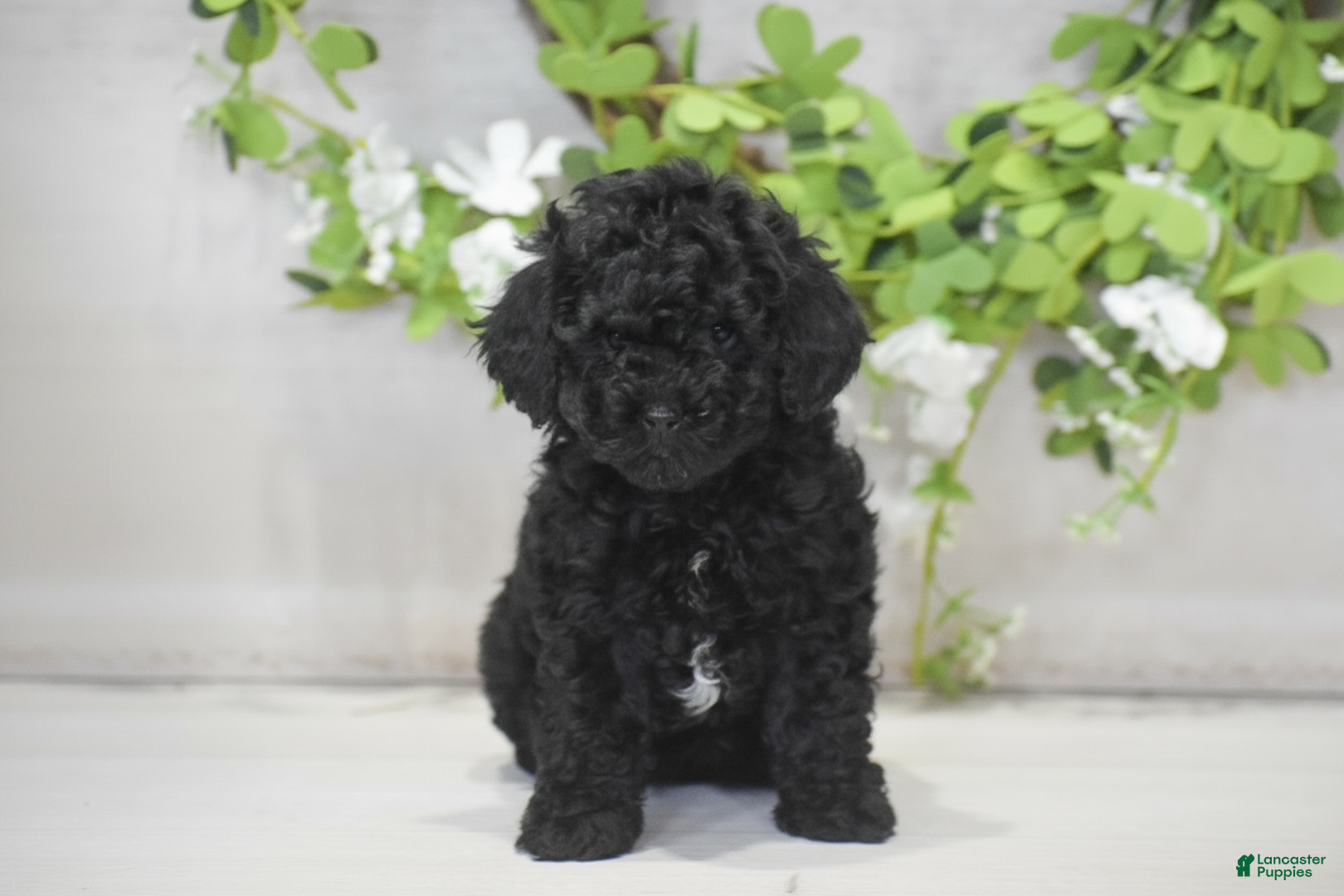 Toy Poodle dogs Hank - Ad 1