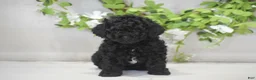 Toy Poodle dogs for sale: Hank - Ad 1