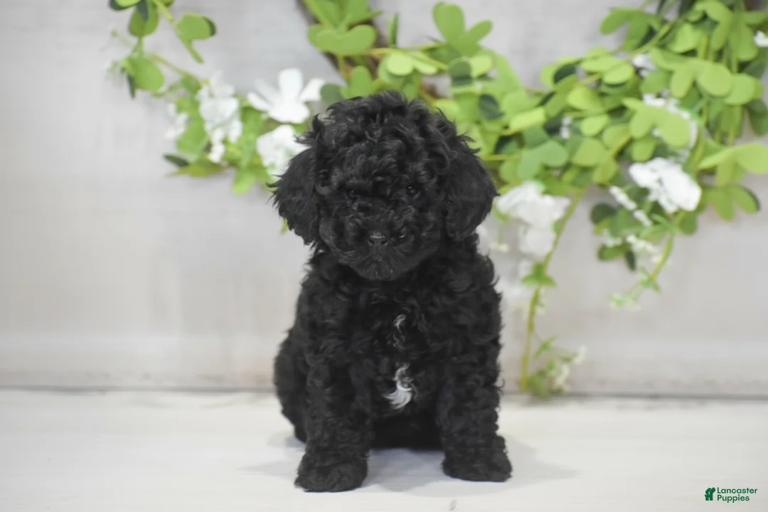 Toy Poodle dogs for sale: Hank - Ad 1