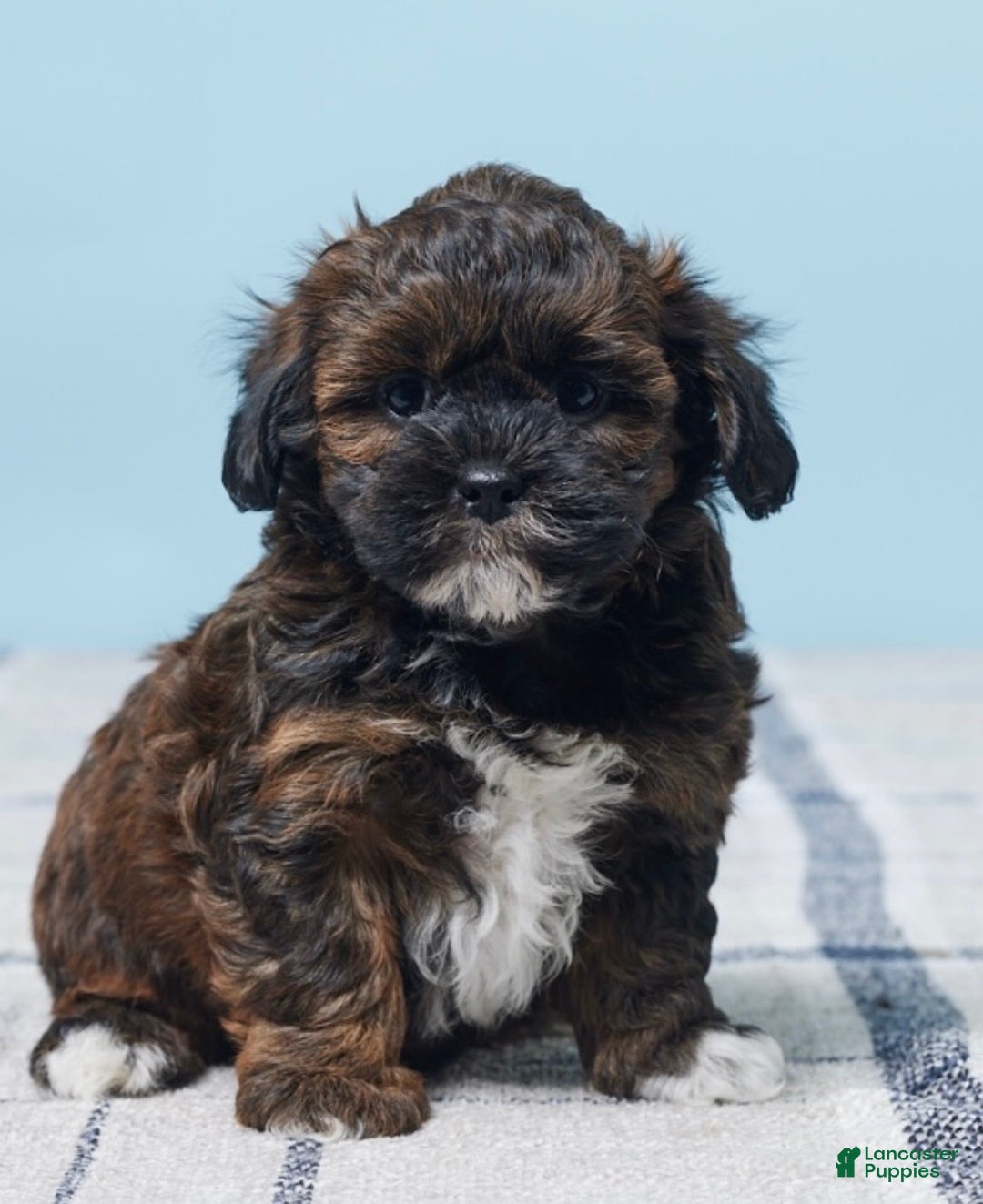 Shihpoo dogs for sale: Ace - Ad 3