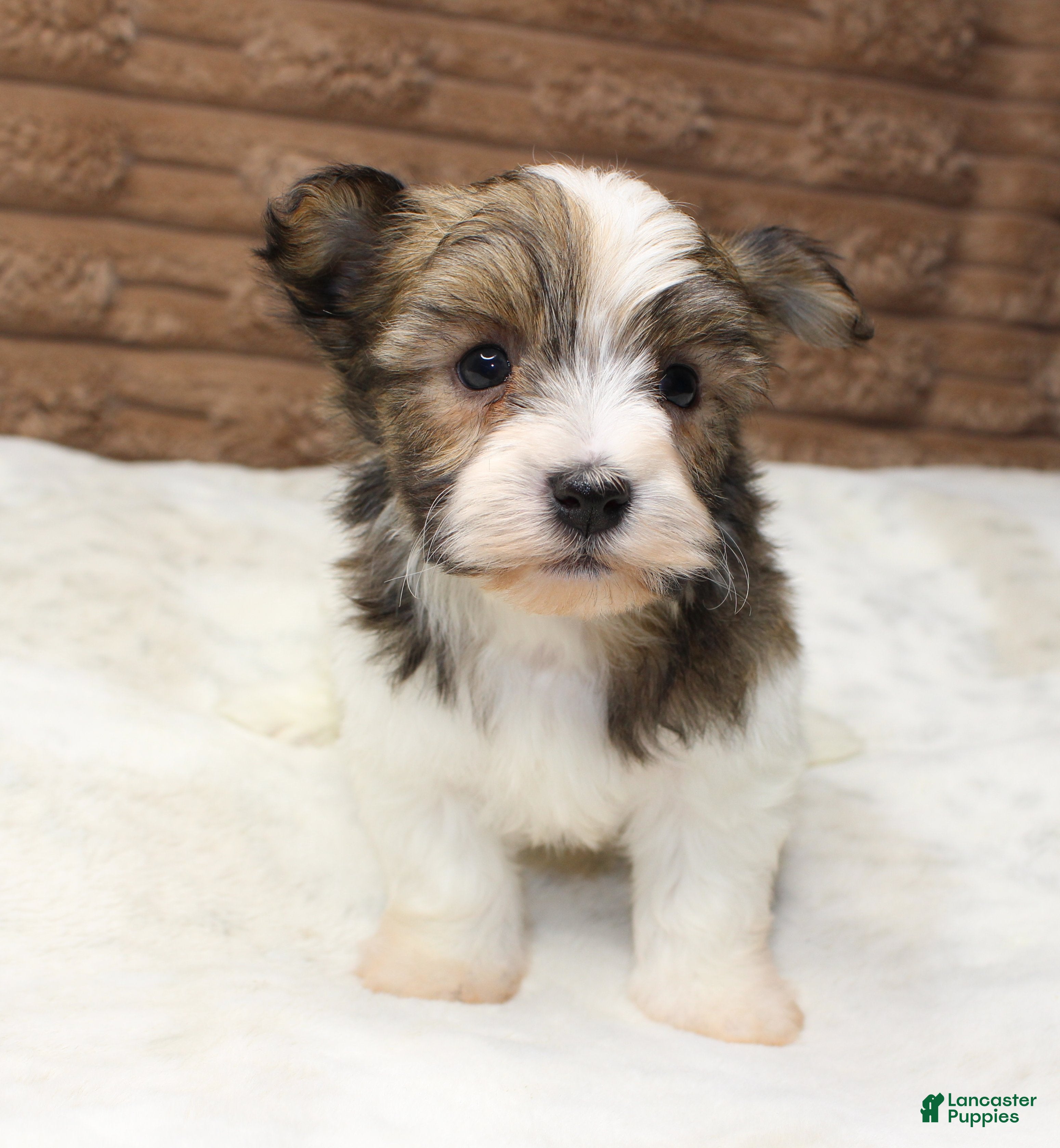 Havanese dogs Copper - Ad 1