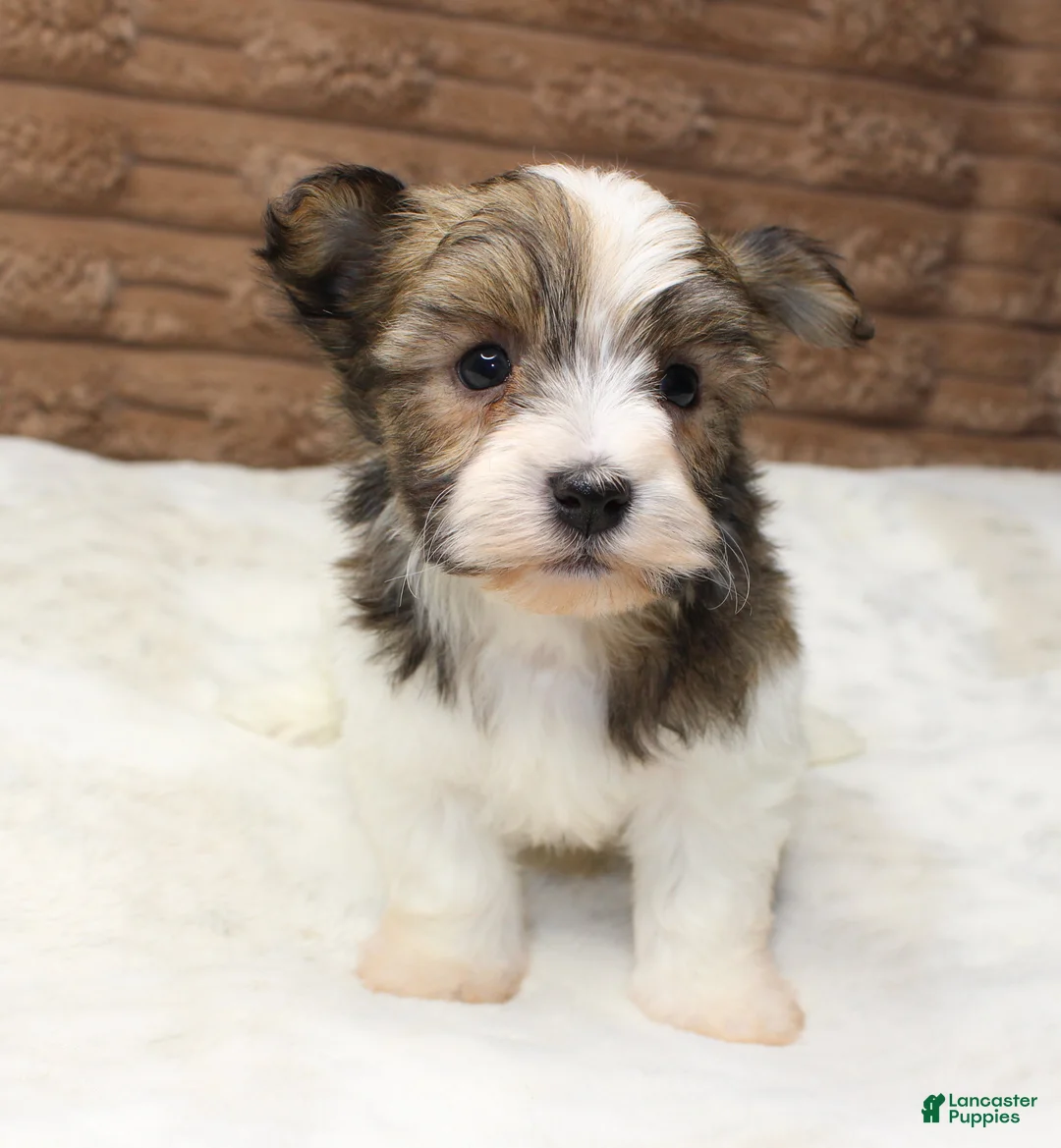 Havanese dogs for sale: Copper - Ad 1