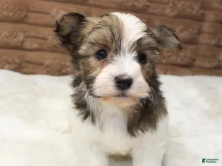 Havanese dogs Copper - Ad 7