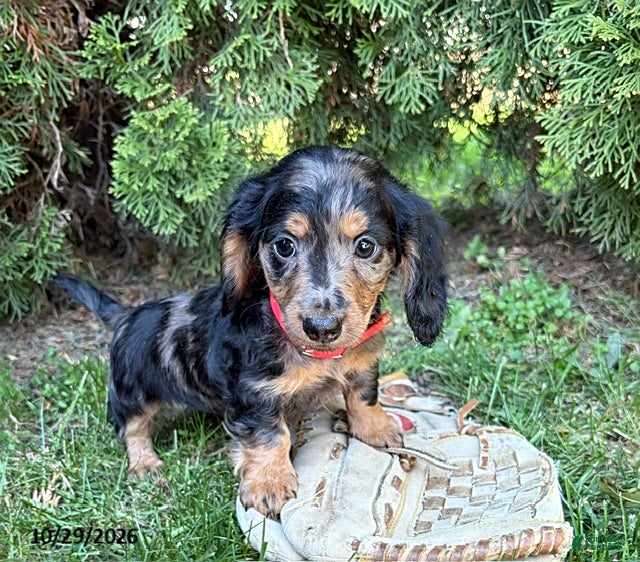 Dachshund dogs for sale: Paisley - Ad 2