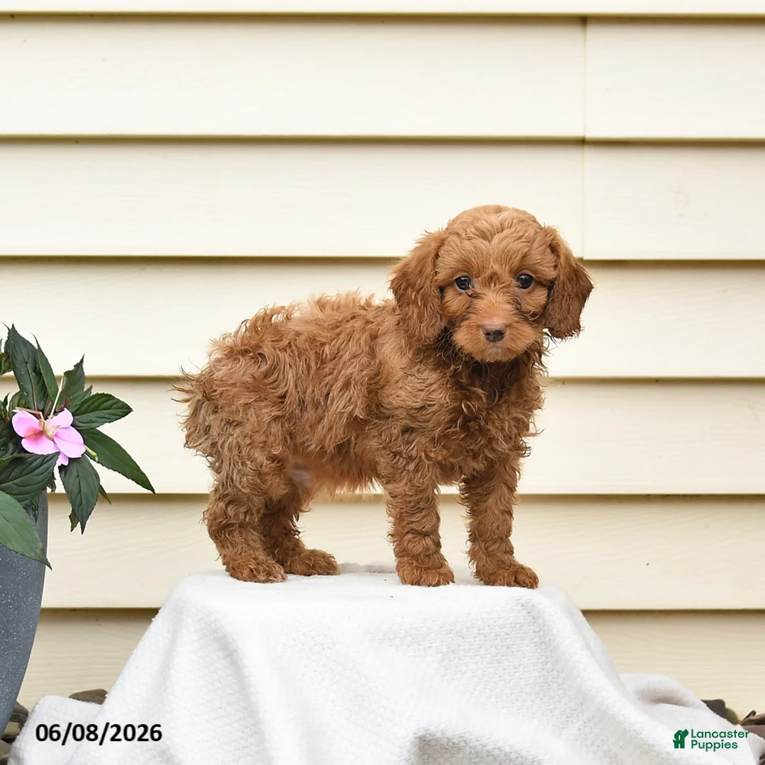 Aussiedoodle dogs for sale: Rowdy - Ad 2
