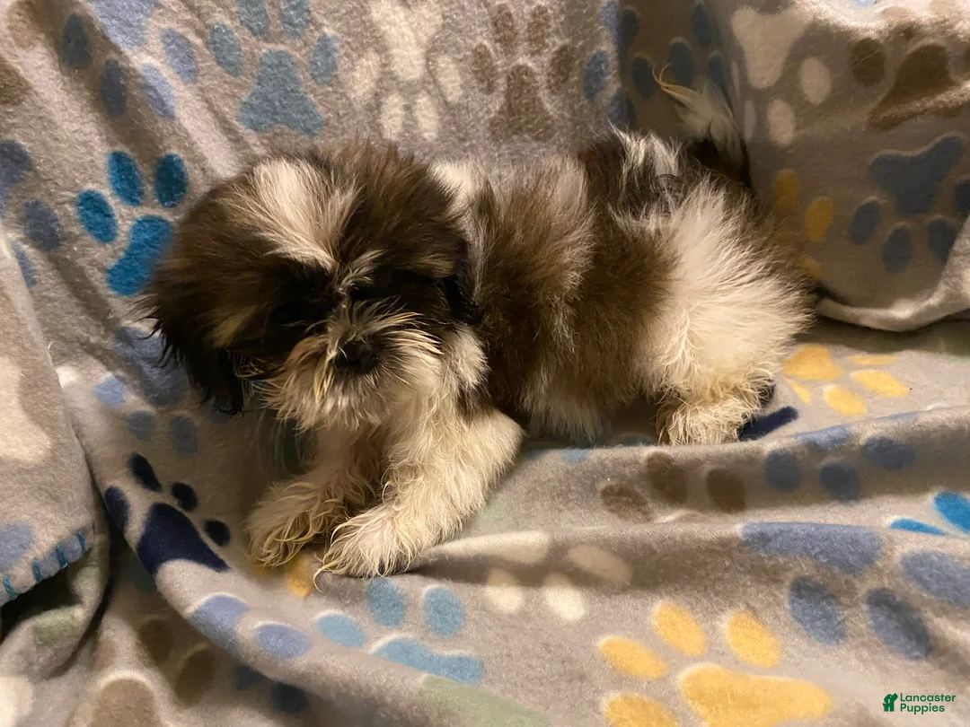 Shihpoo dogs for sale: Food  - Ad 2