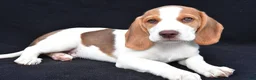Beagle dogs for sale: Marcus - Ad 3