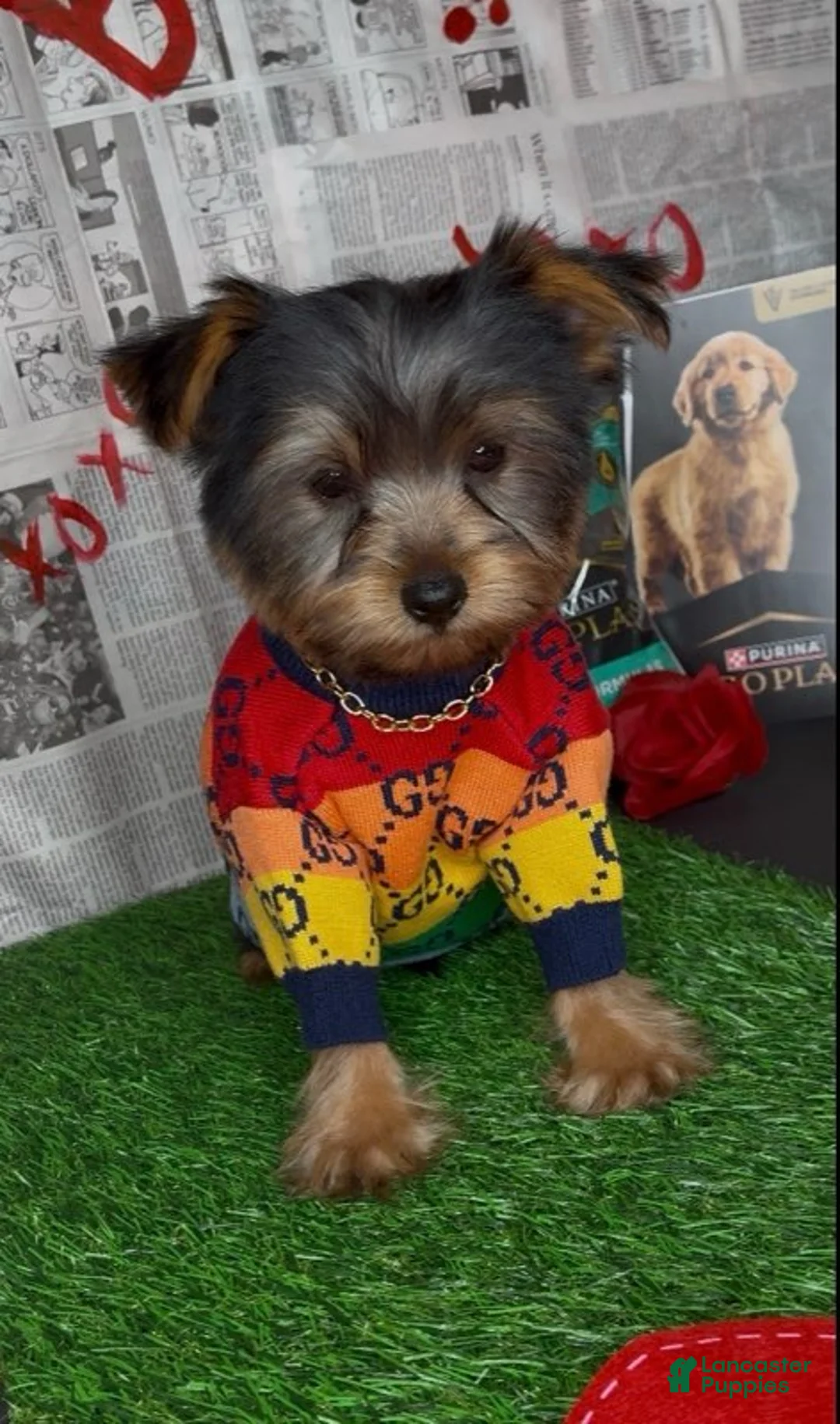 Yorkshire Terrier dogs for sale: Chosen - Ad 3