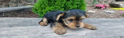 Yorkshire Terrier dogs for sale: Raine - Ad 3