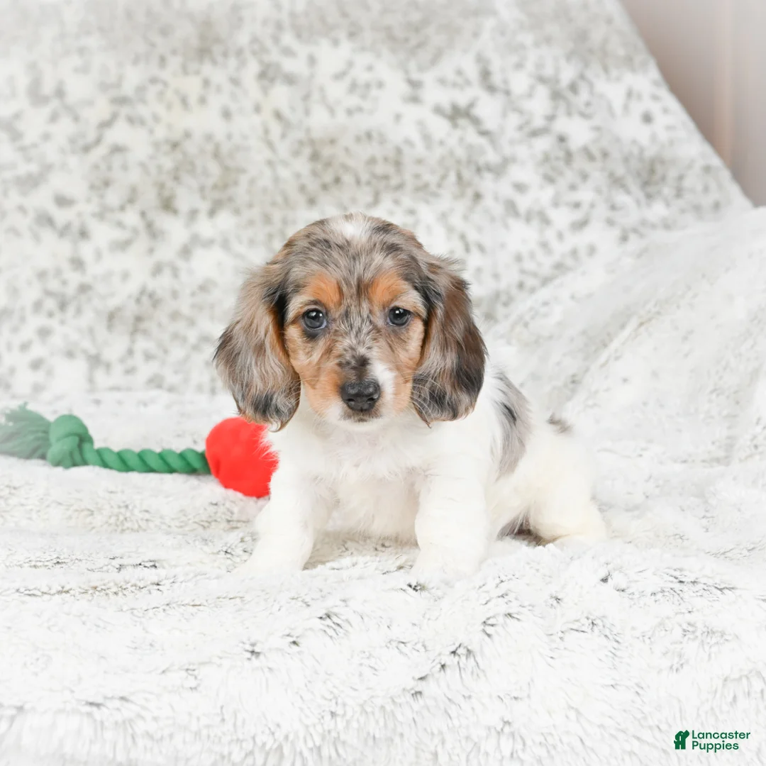 Miniature Dachshund dogs for sale: Charlotte - Ad 4