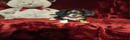 Miniature Dachshund dogs for sale: *RENO* - Ad 7