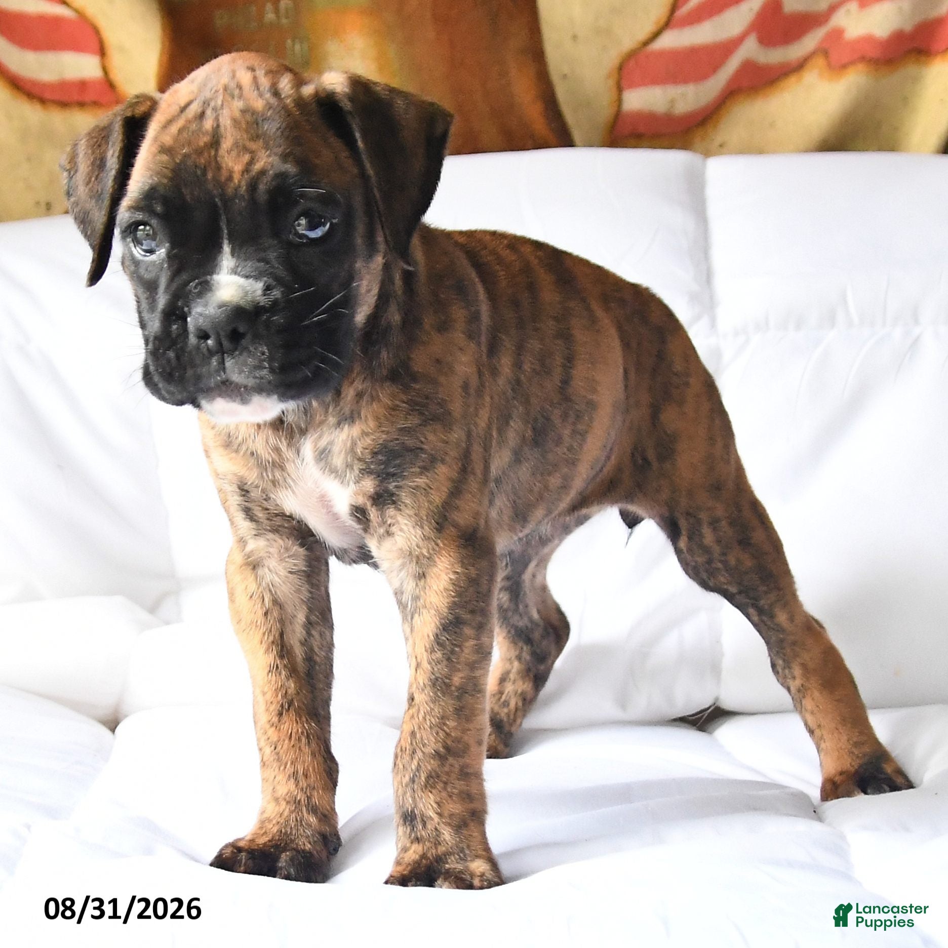 Boxer dogs Callie - Ad 2