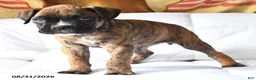 Boxer dogs for sale: Callie - Ad 2
