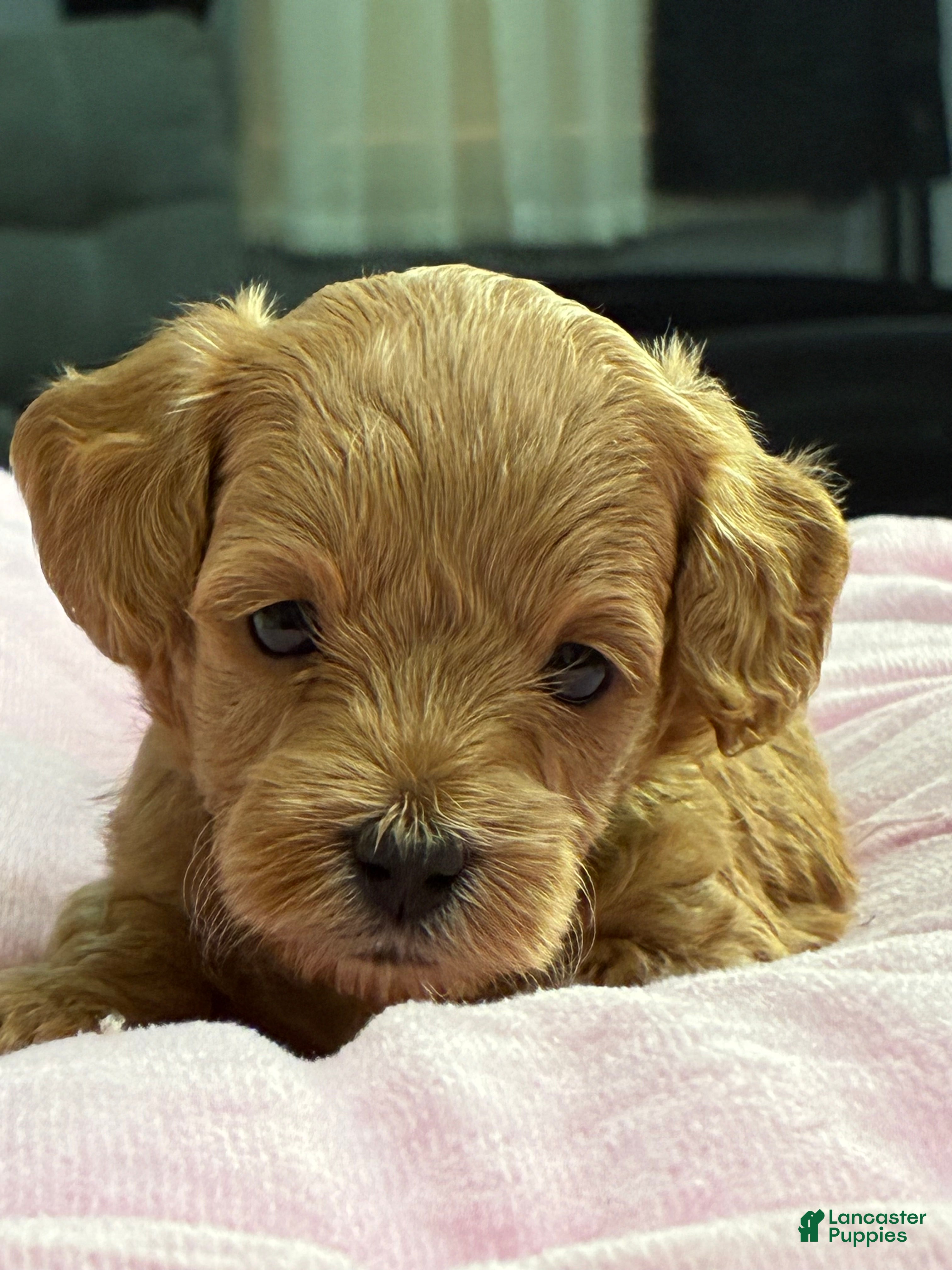 Shihpoo dogs Shihpoo Puppy 1 Blue  - Ad 2