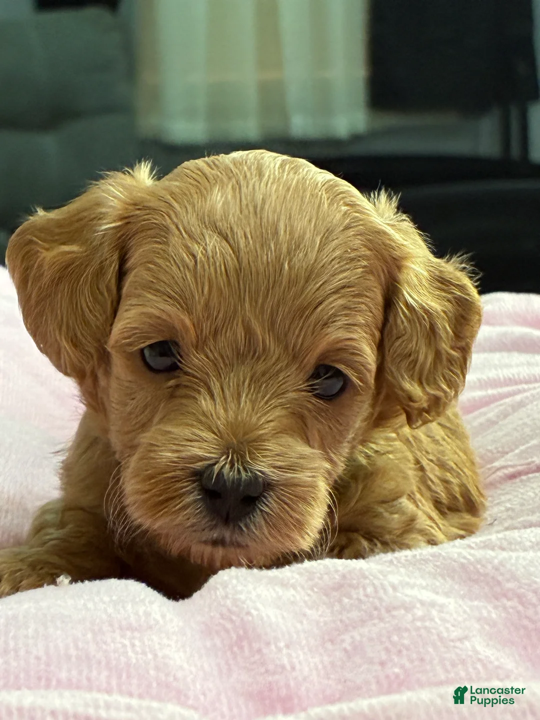 Shihpoo dogs for sale: Shihpoo Puppy 1 Blue  - Ad 2