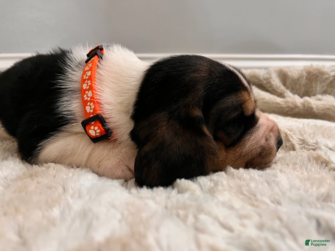 Basset Hound dogs for sale: Tweeder - Ad 2