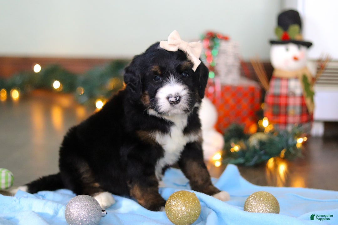 Bernedoodle dogs for sale: Star - Ad 10