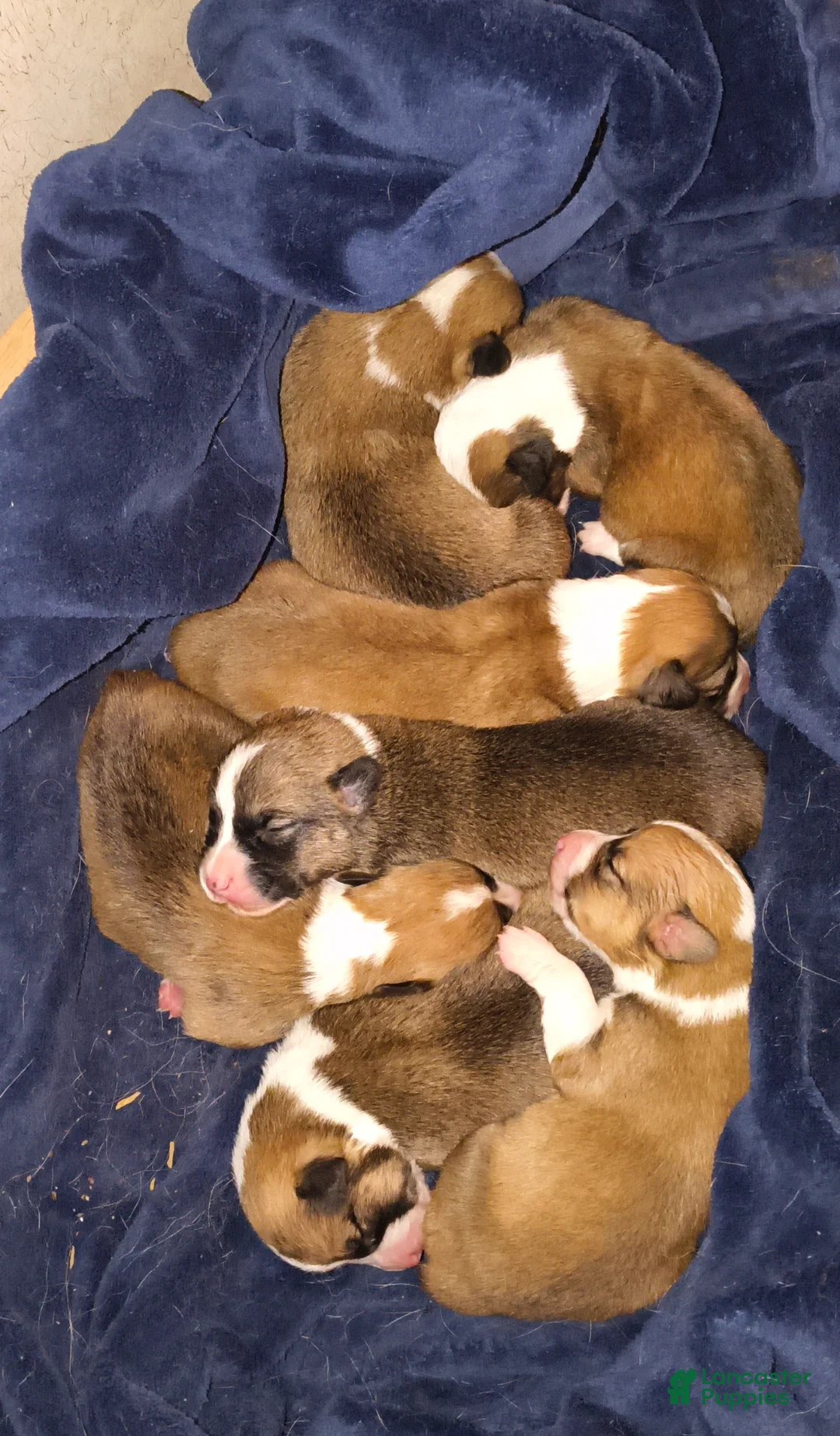 Welsh Corgi Pembroke dogs for sale: Welsh Corgi Pembroke Puppy 6 - Ad 2