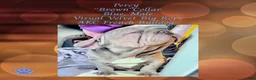 French Bulldog dogs for sale: Percy “Brown” Collar, Male - Ad 12