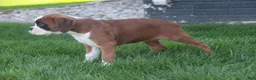 Boxer dogs for sale: Violet - Ad 10