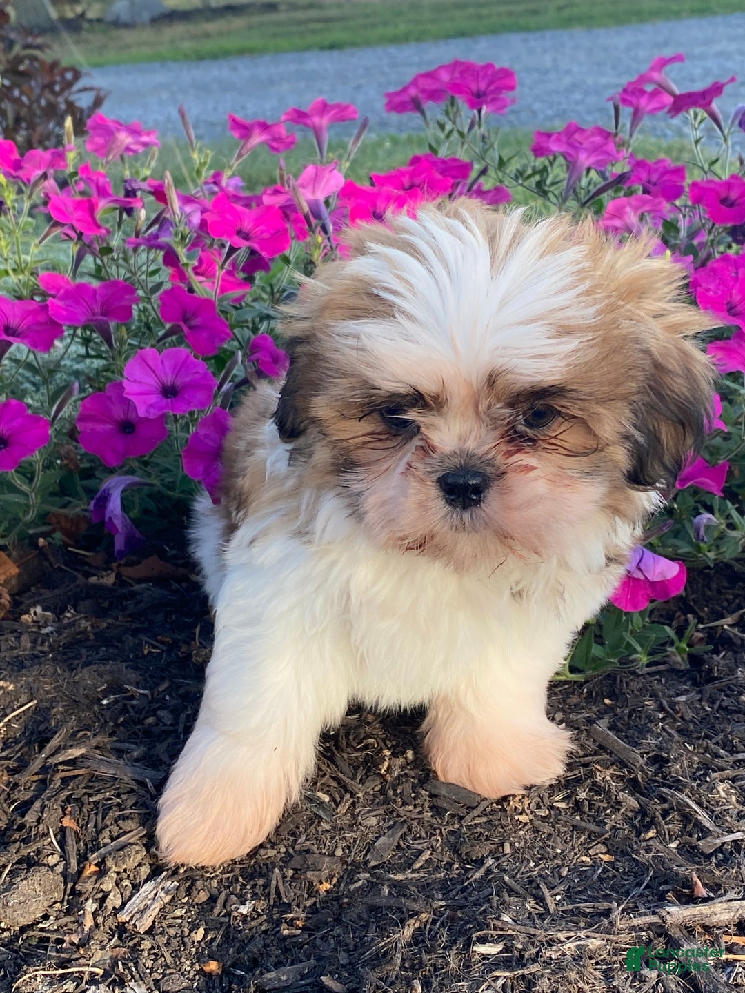 Shih Tzu dogs for sale: Sally - Ad 1