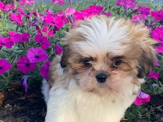Shih Tzu dogs Sally - Ad 32