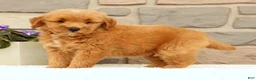 Mini Goldendoodle dogs for sale: Cricket - Ad 8
