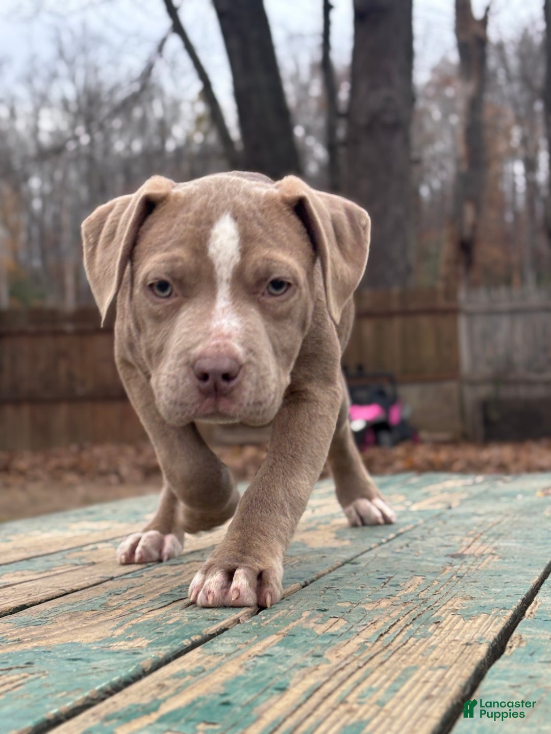 American Bully dogs for sale: Brown Sugar - Ad 2