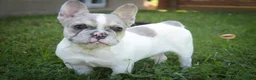 French Bulldog dogs for sale: Juliet - Ad 4