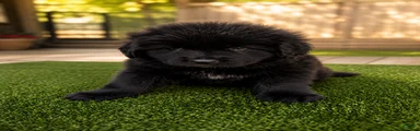 Tibetan Mastiff 4