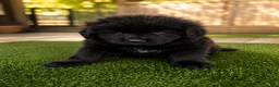 Tibetan Mastiff dogs for sale: Tibetan Mastiff 4 - Ad 1