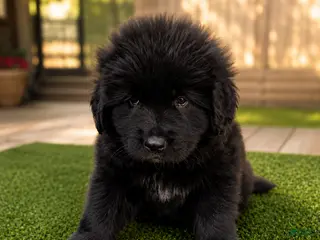 Tibetan Mastiff dogs for sale: Tibetan Mastiff 4 - Ad 3