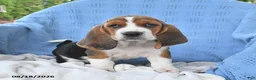 Basset Hound dogs for sale: Casey - Ad 2