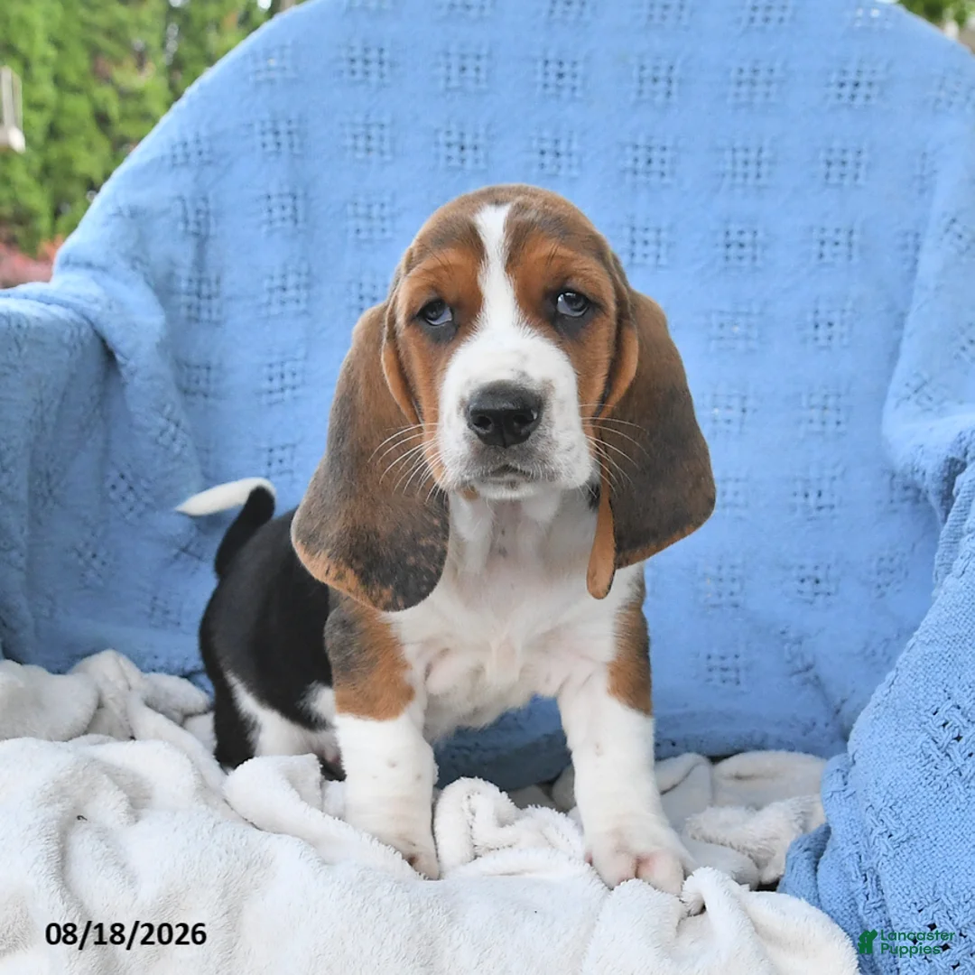 Basset Hound dogs for sale: Casey - Ad 2