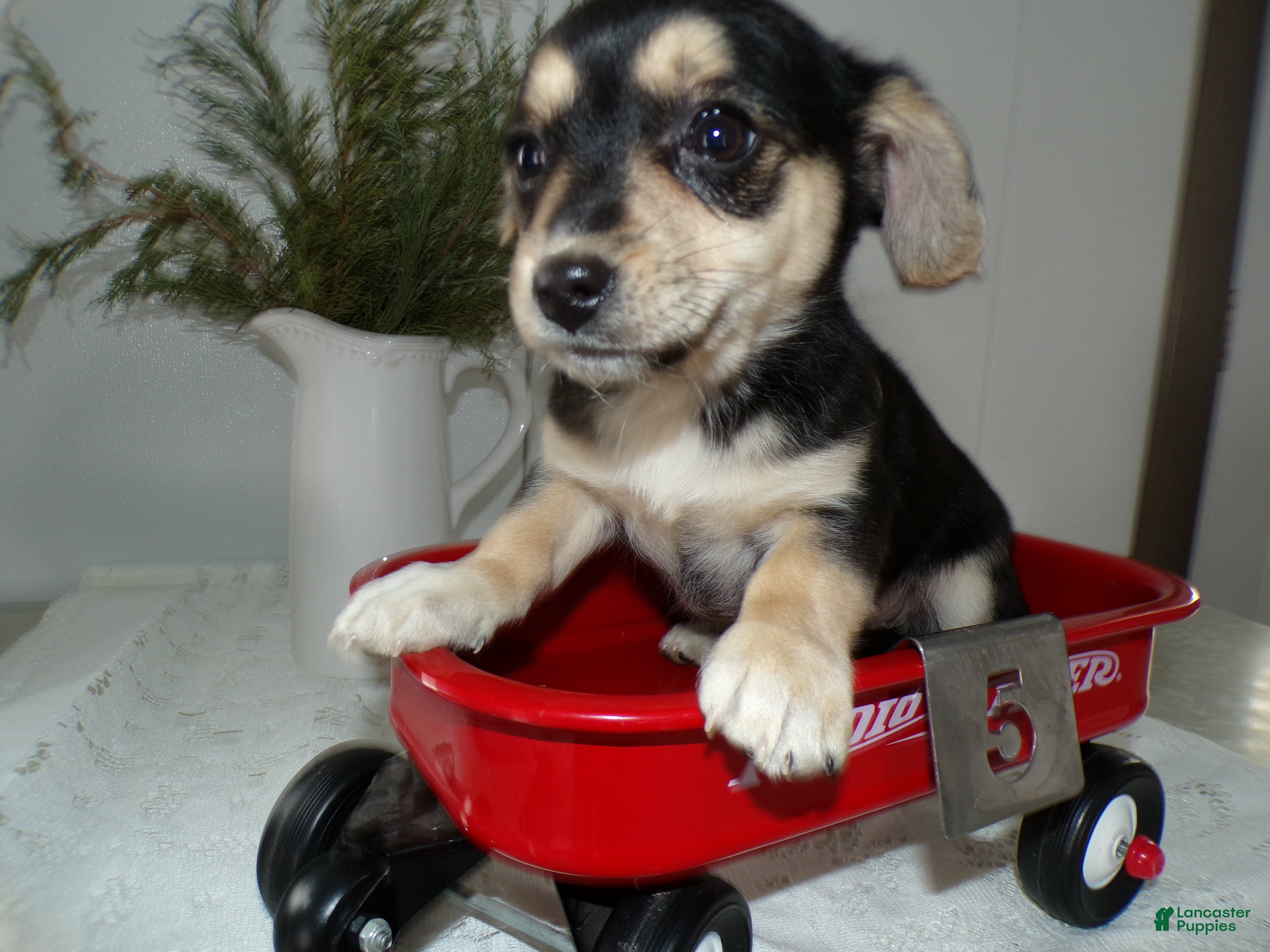 Mixed Breed dogs Mixed Breed Puppy 5 Mia - Ad 30