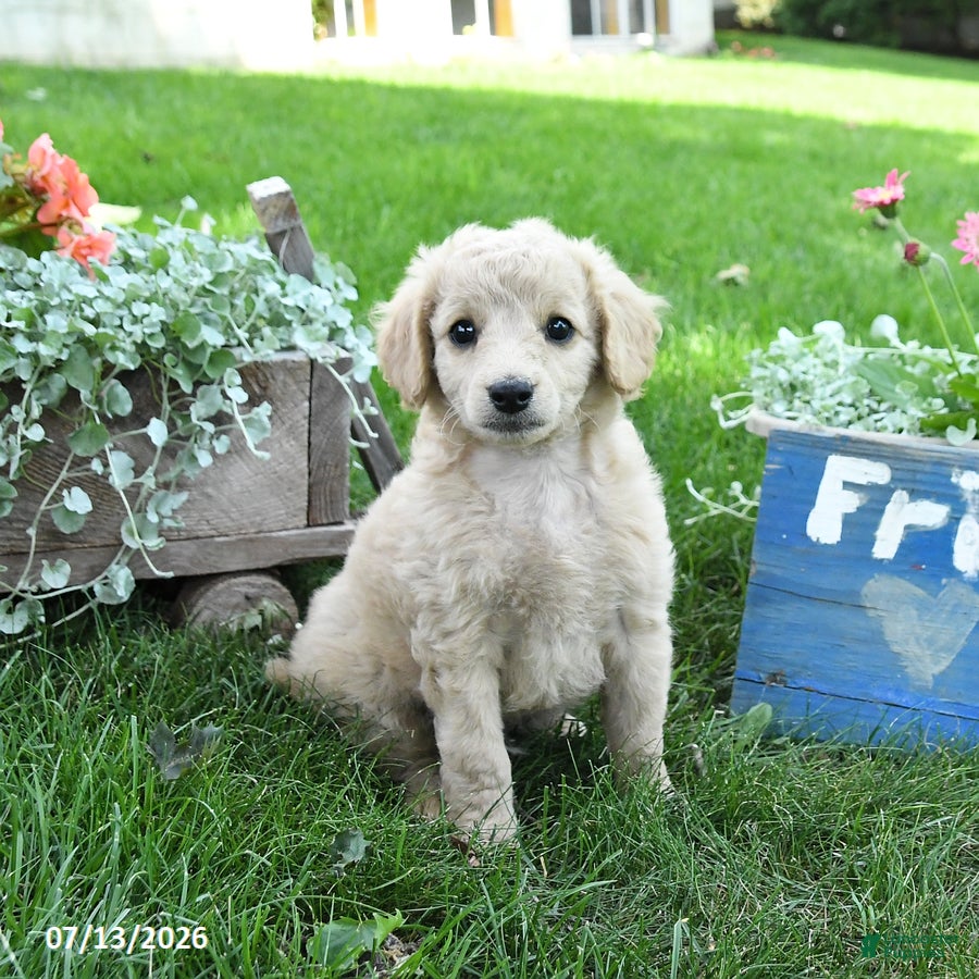 Cavapoo dogs Teddy - Ad 1