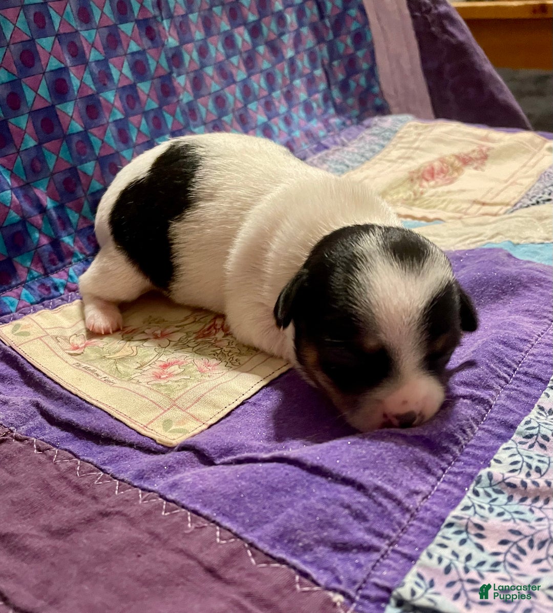 Chihuahua dogs for sale: Lucille - Ad 13