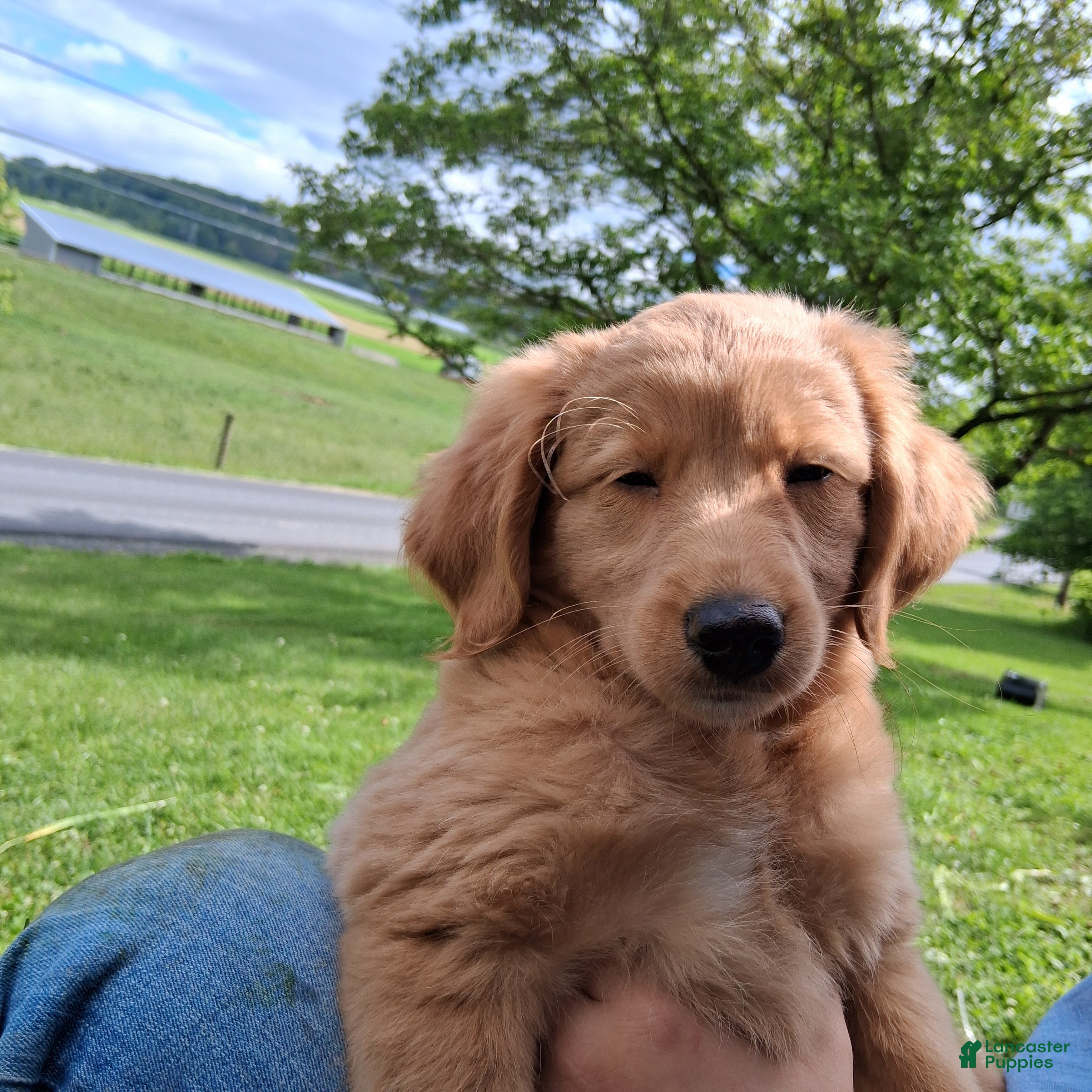 Mixed Breed dogs Daisy - Ad 2