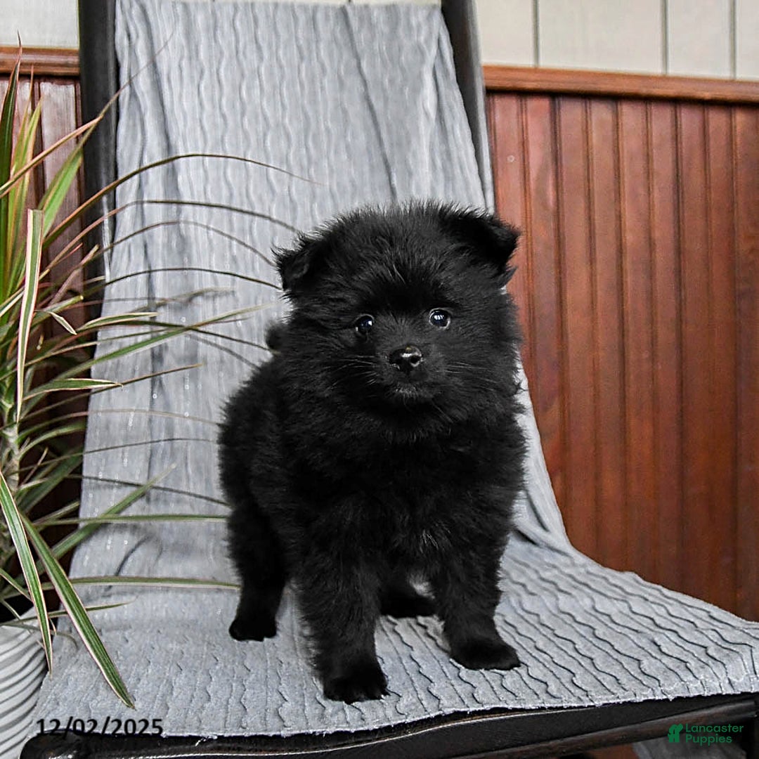 Pomeranian dogs for sale: Monty - Ad 5