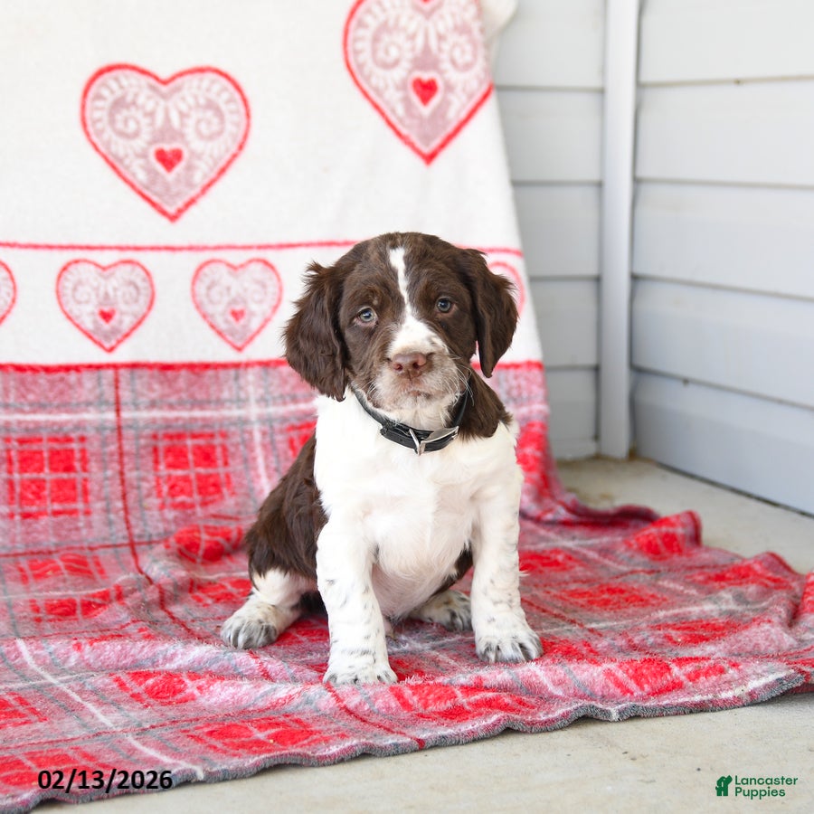 English Springer Spaniel dogs Dodger - Ad 2
